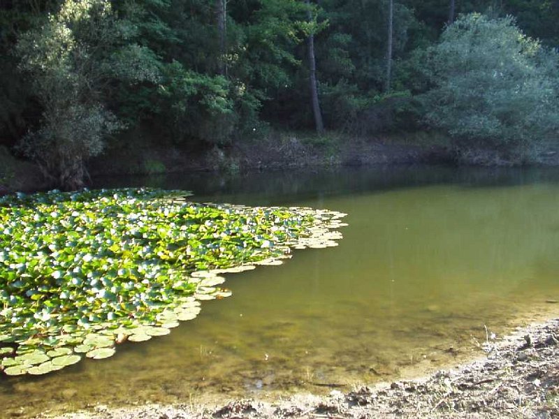 E40 Laghetto-Ninfee.JPG - LAGO DELLE NINFEE LOCALITA POGGIO VALICAIA